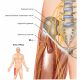 Ultralyd styret lateral femoral kutan nerve