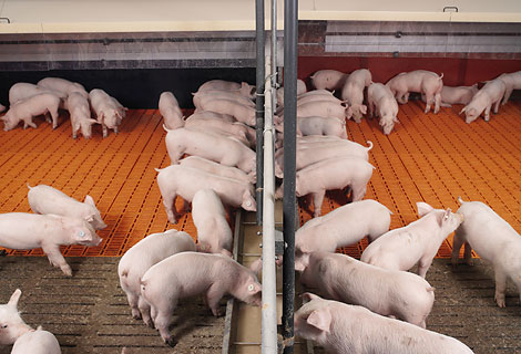 Ecografia per a accés vascular en porcs nounats amb Color Doppler
