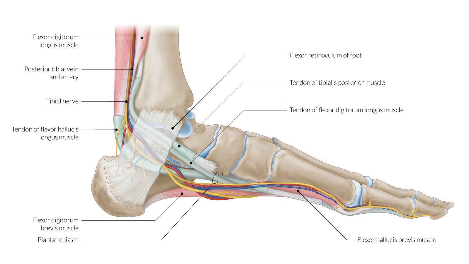 tendons-of-the-medial-and-lateral-compartment-of-the-ankle-sonosif