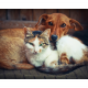 Colectomia in cani e gatti