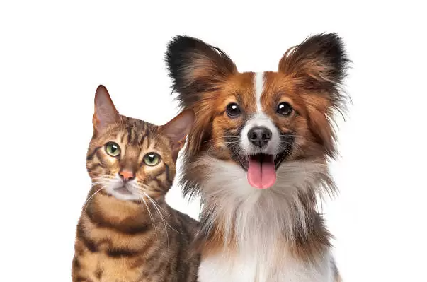 Kolektomi hos katte og hunde