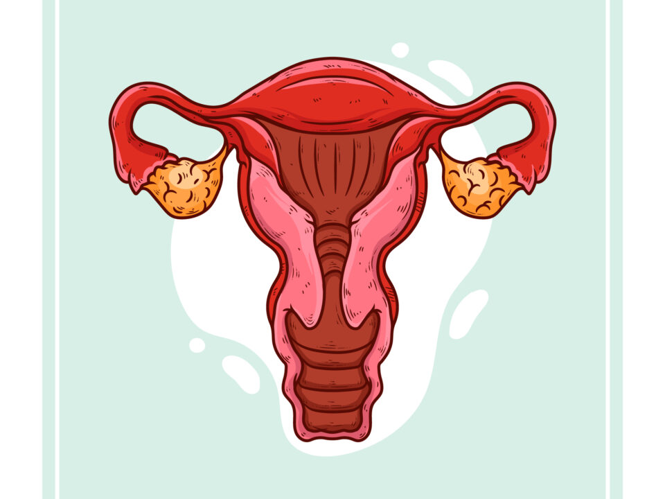 Abdominal Pelvic Scan