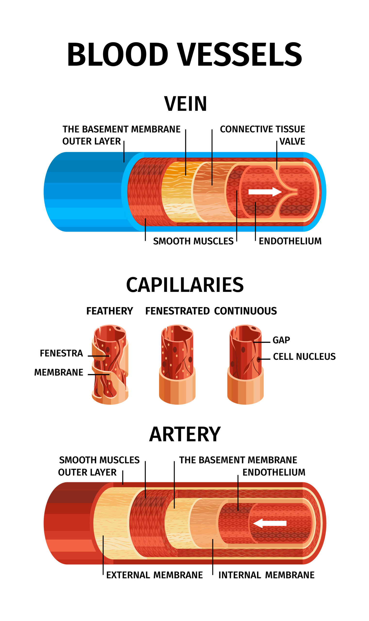 Arterial Lines