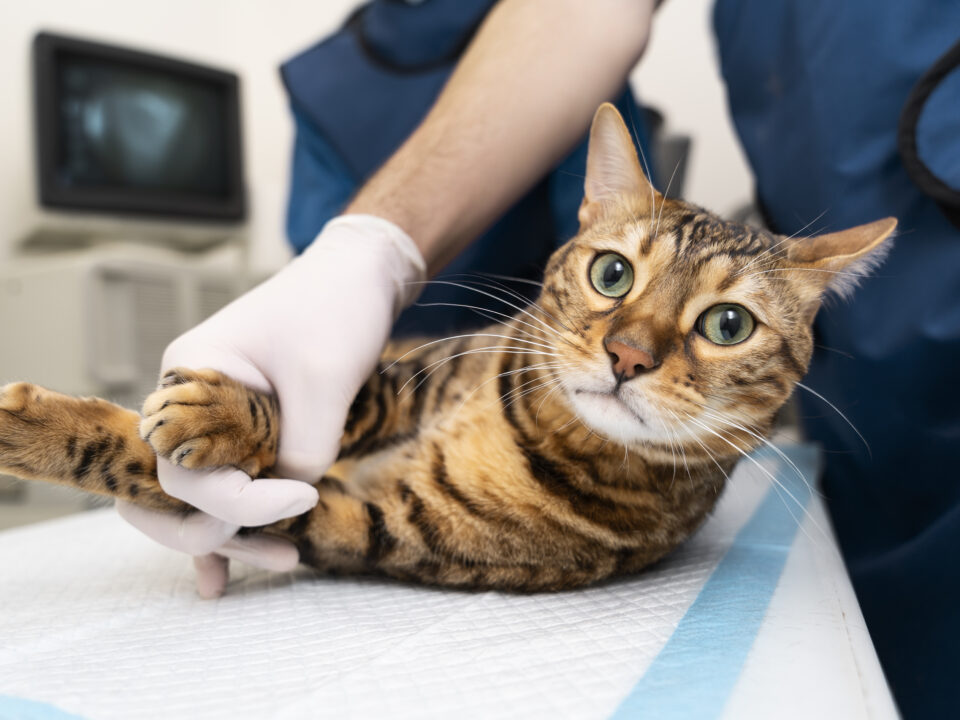 Colectomy in Cats and Dogs