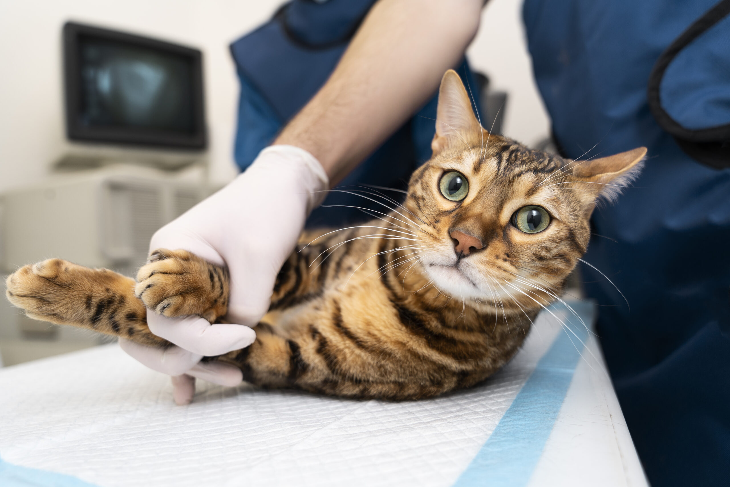 Colectomy in Cats and Dogs