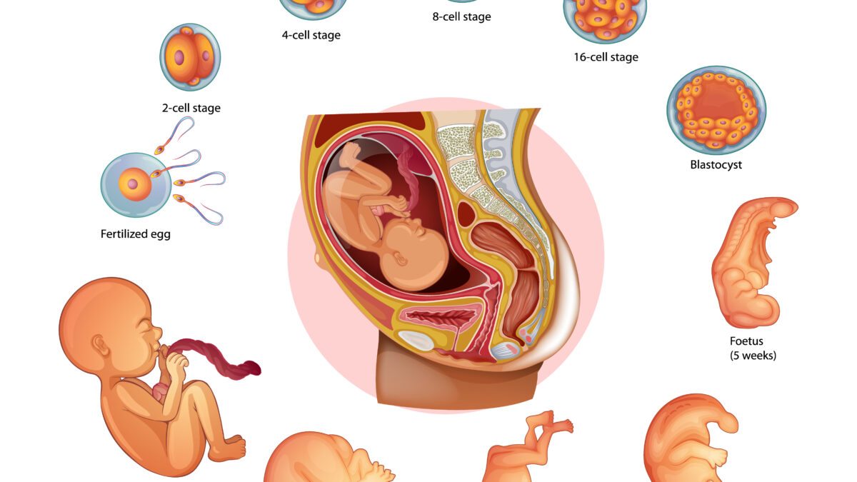 Fetal Morphology Assessment FMA