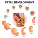Valutazione della morfologia fetale FMA