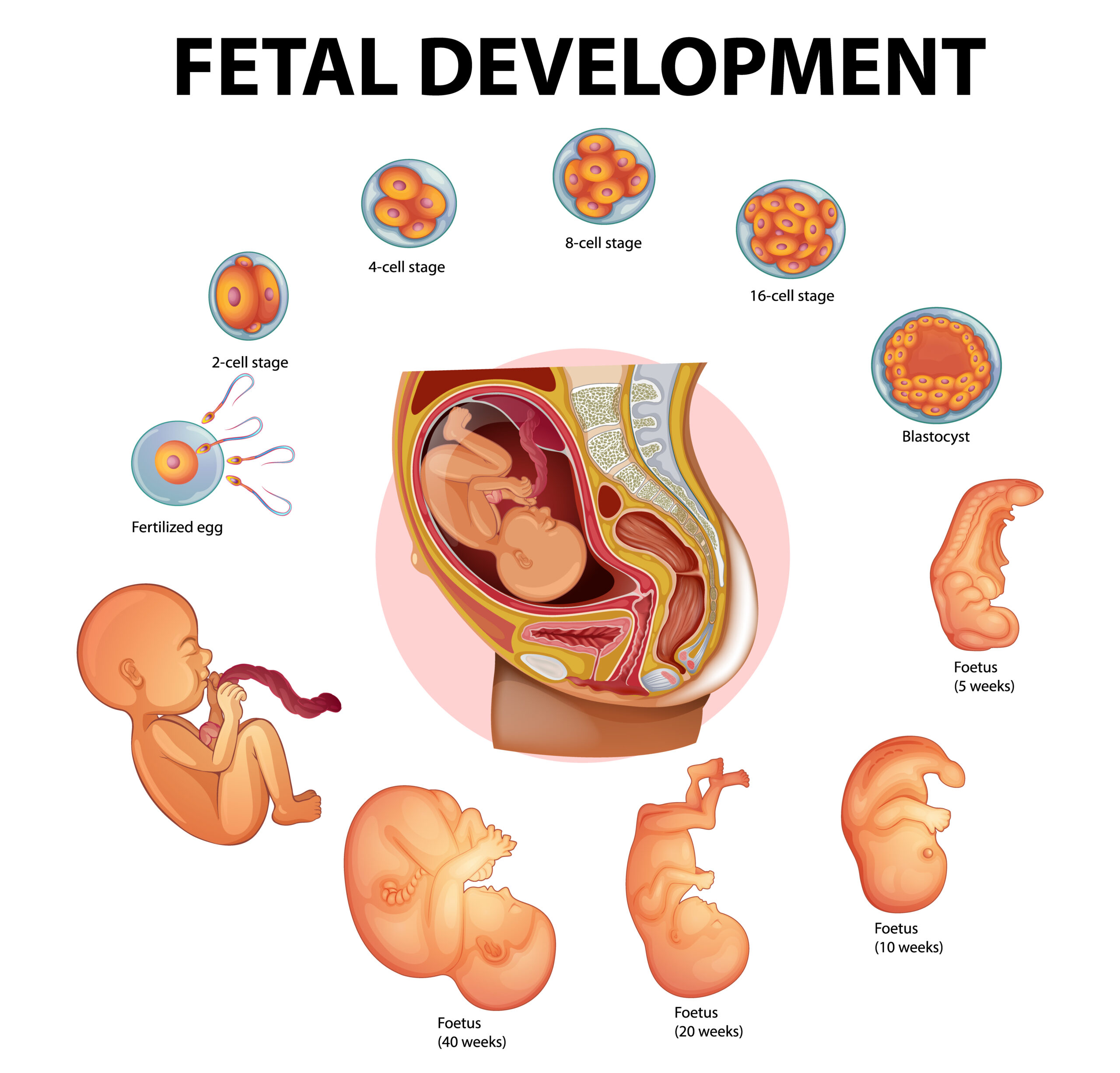 Fetal Morphology Assessment FMA