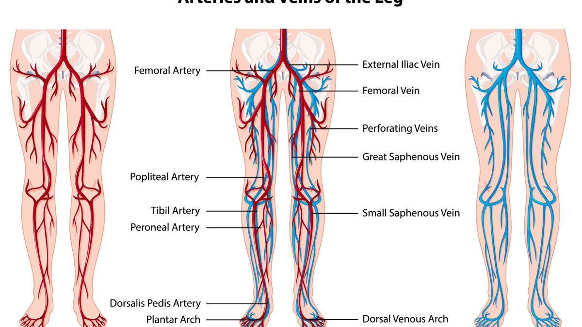 Visualizzazione di arterie e vene renali