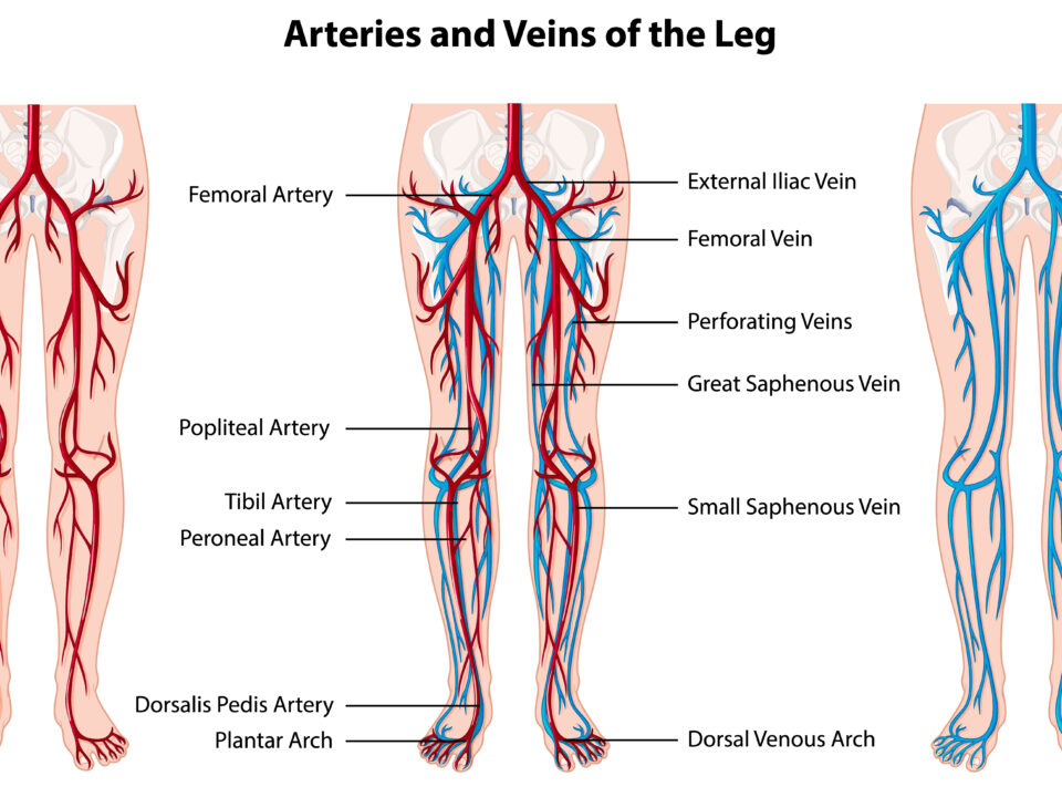Renal Arteries and Veins Visualization