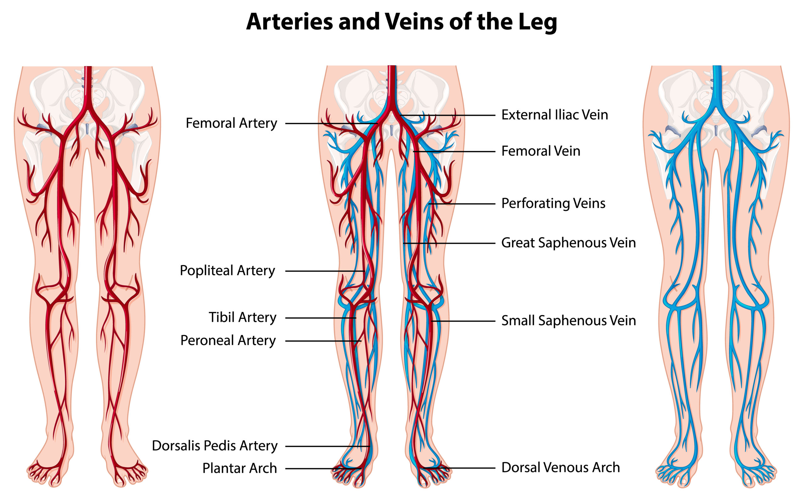 Renal Arteries and Veins Visualization