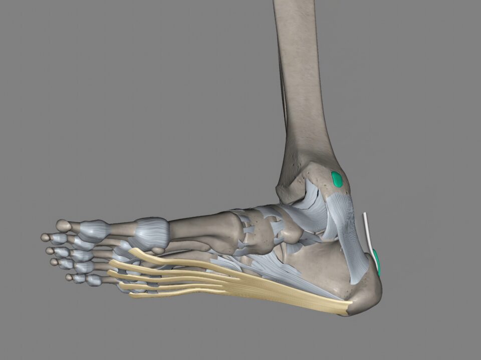 Tendons of the medial and lateral compartment of the ankle