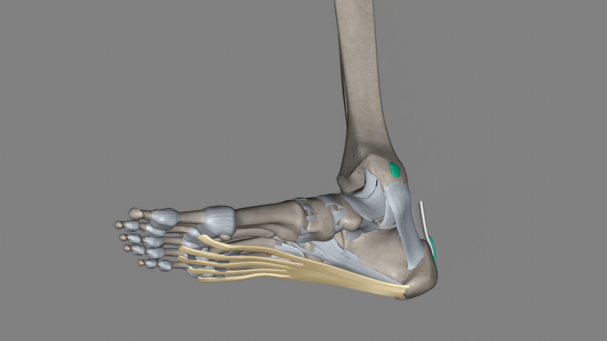 Tendons of the medial and lateral compartment of the ankle