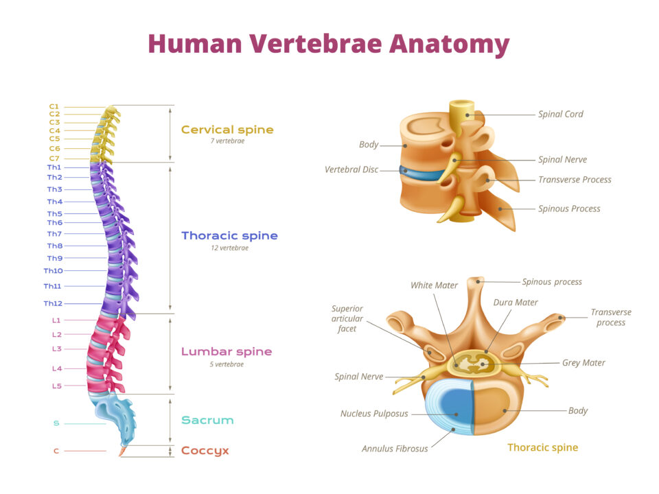 Ultrasound-Guided Facet Nerve Block