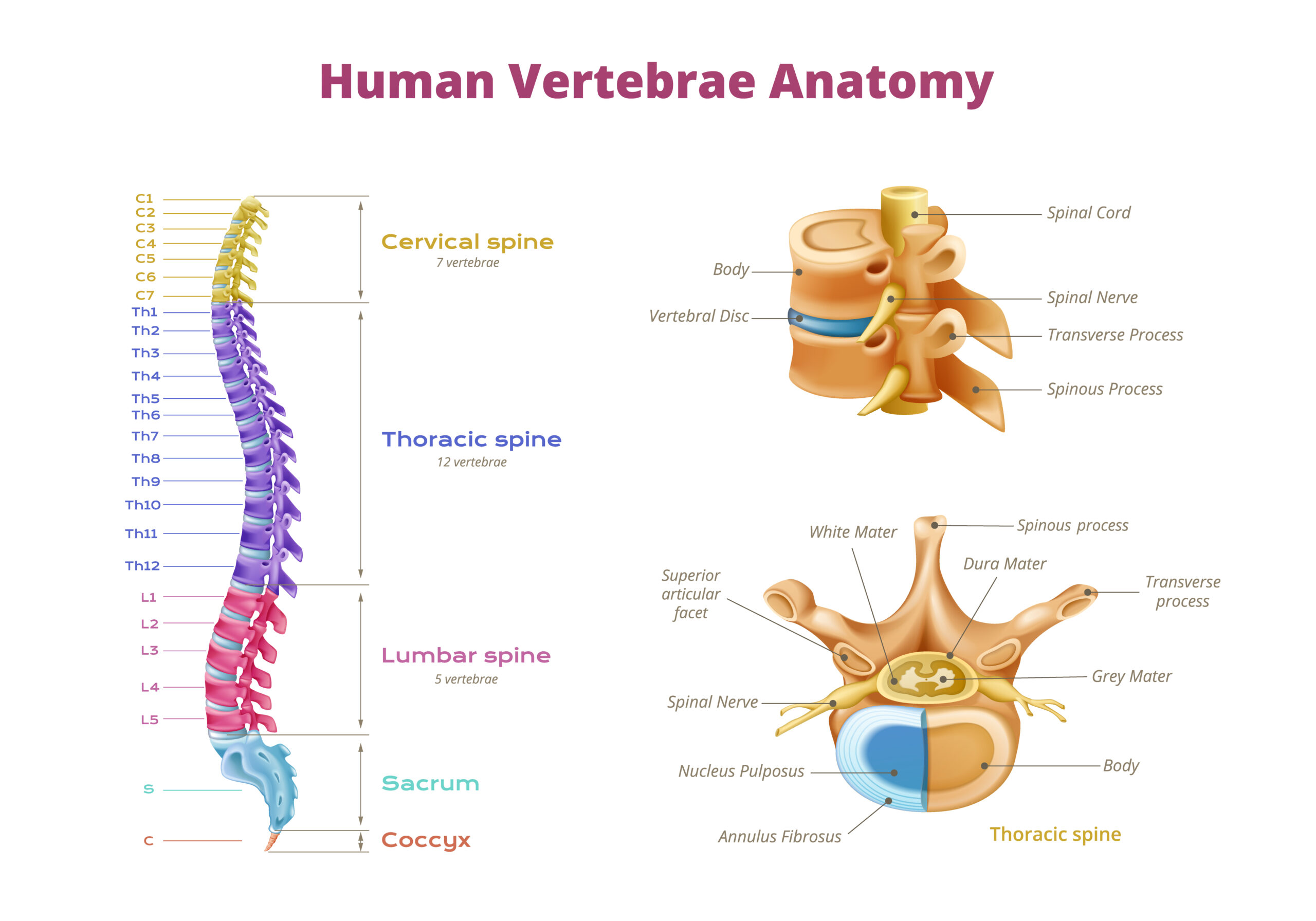 Ultrasound-Guided Facet Nerve Block