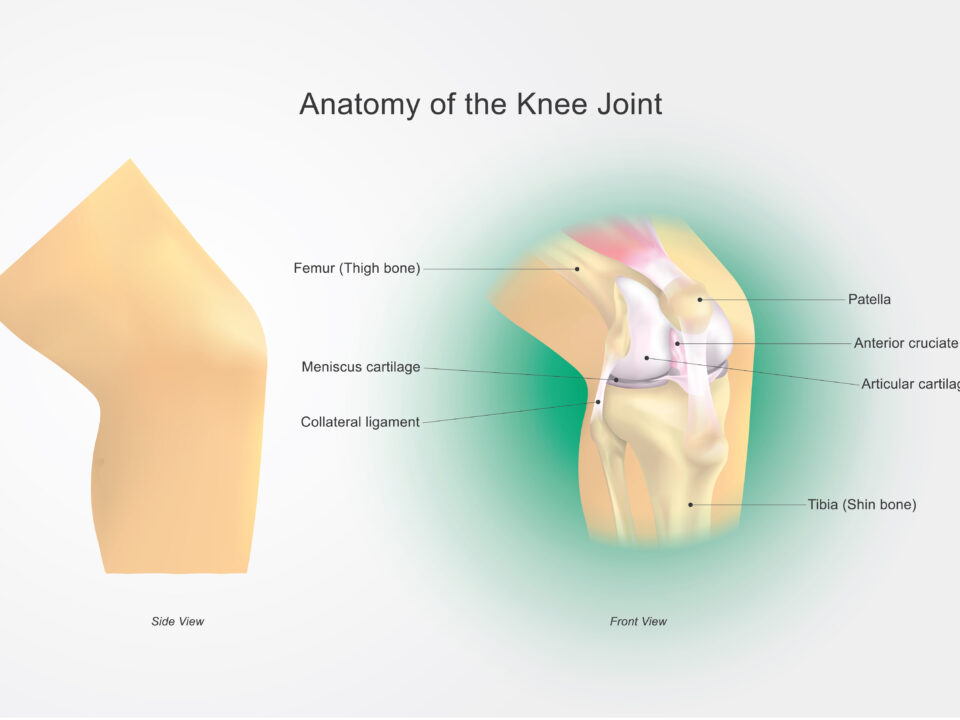 Ultrasound-Guided Medial Collateral Ligament