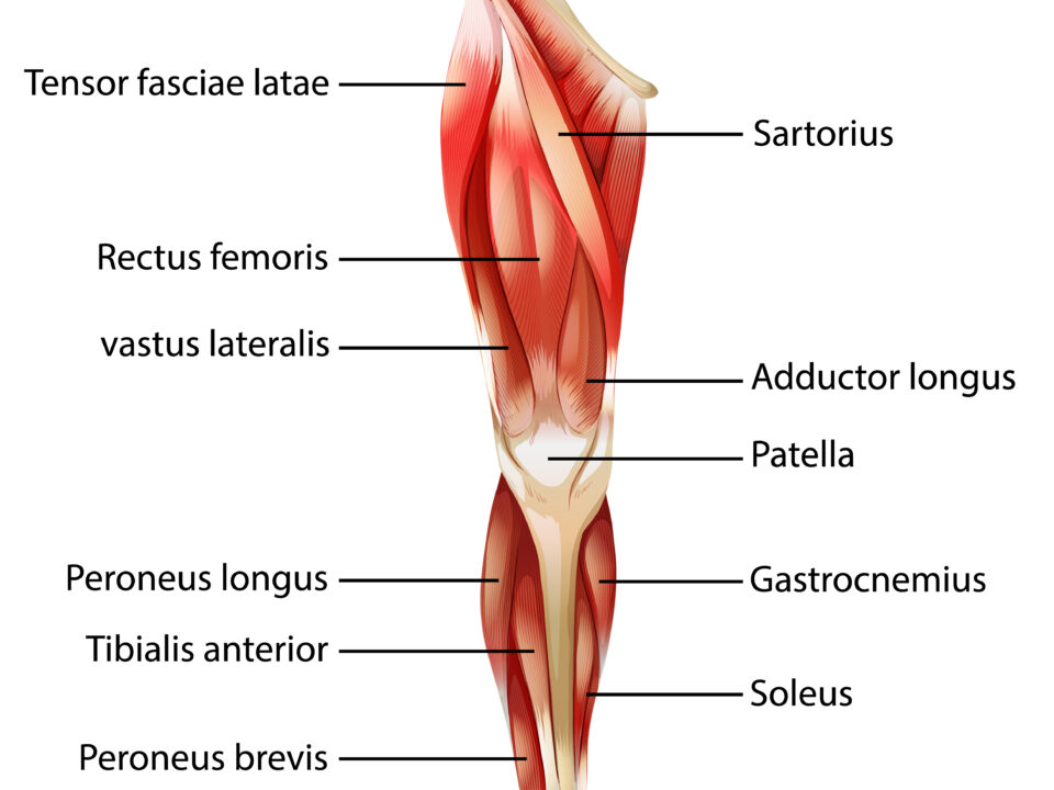 Ultrasound-Guided Suprapatellar recess