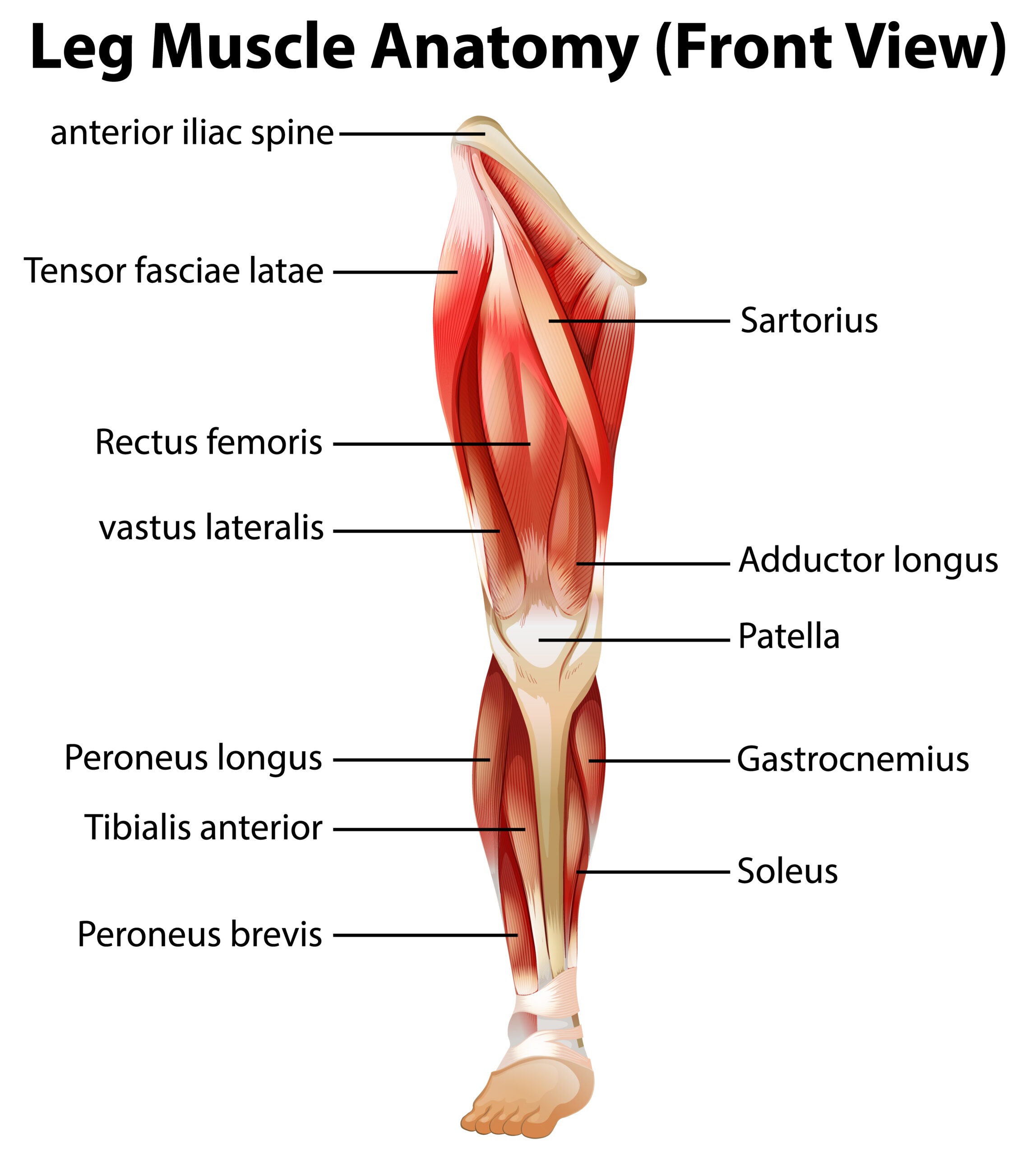 Ultrasound-Guided Suprapatellar recess
