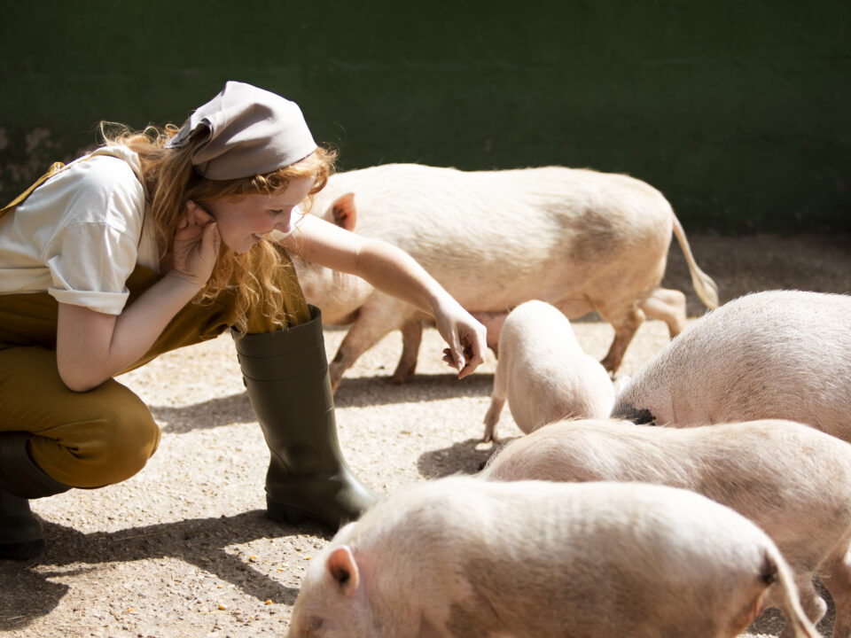 Ultrasound for vascular access in newborn pigs with Color Doppler