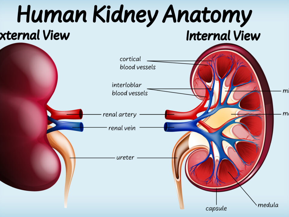 Biòpsia renal guiada per ultrasons