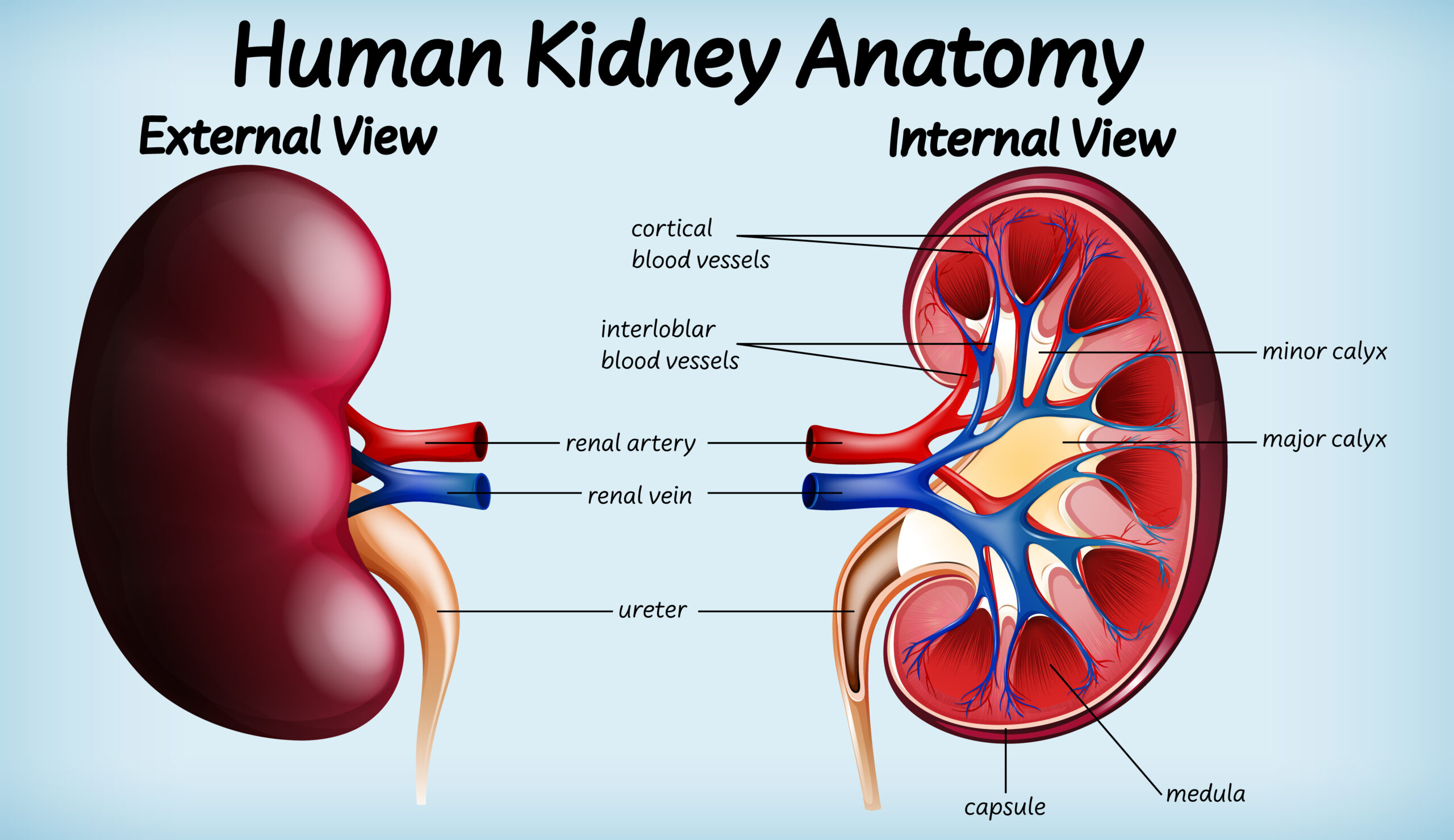 Ultrasound-guided Kidney Biopsy