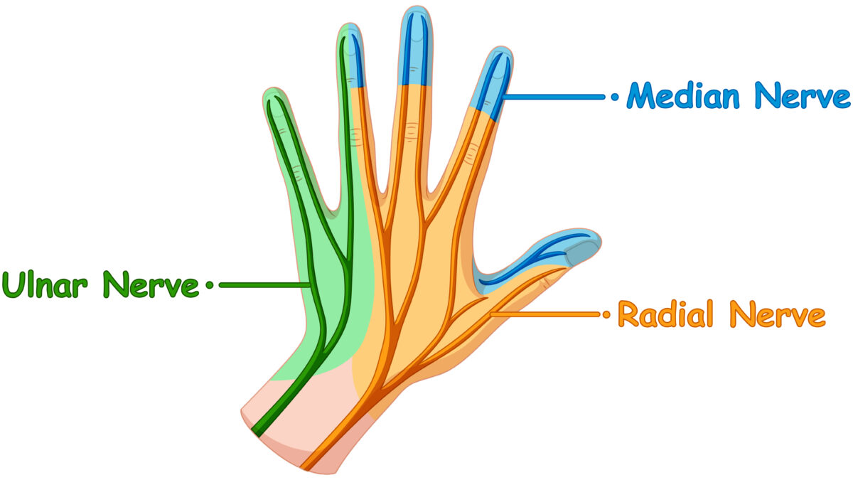 Ultrasound-guided evaluation of the Median nerve at the level of the carpal canal and ulnar nerve