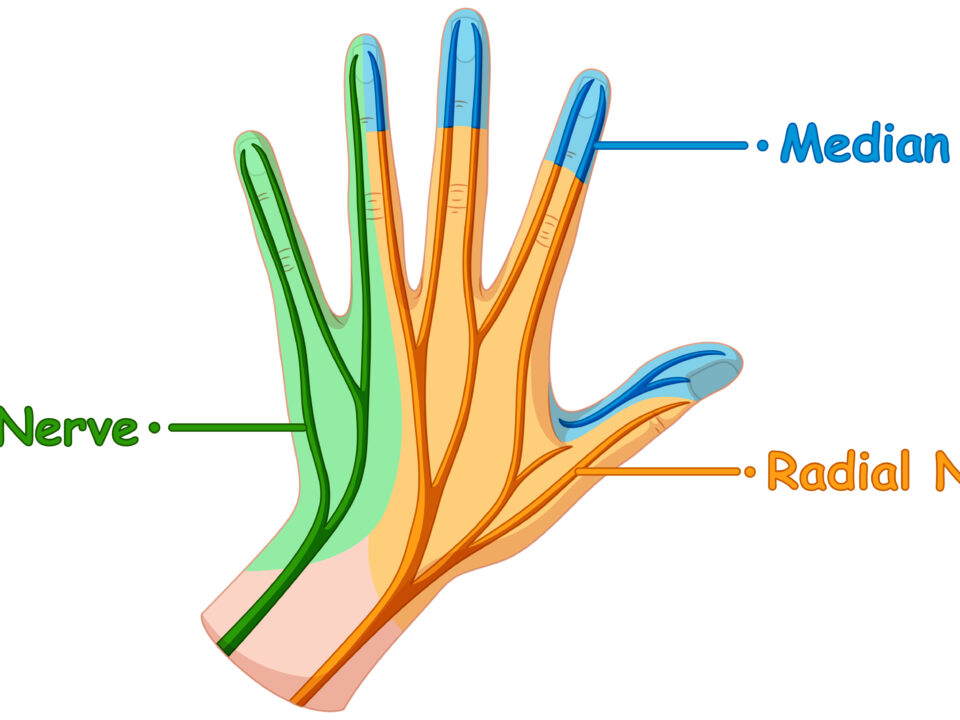Ultrasound-guided evaluation of the Median nerve at the level of the carpal canal and ulnar nerve