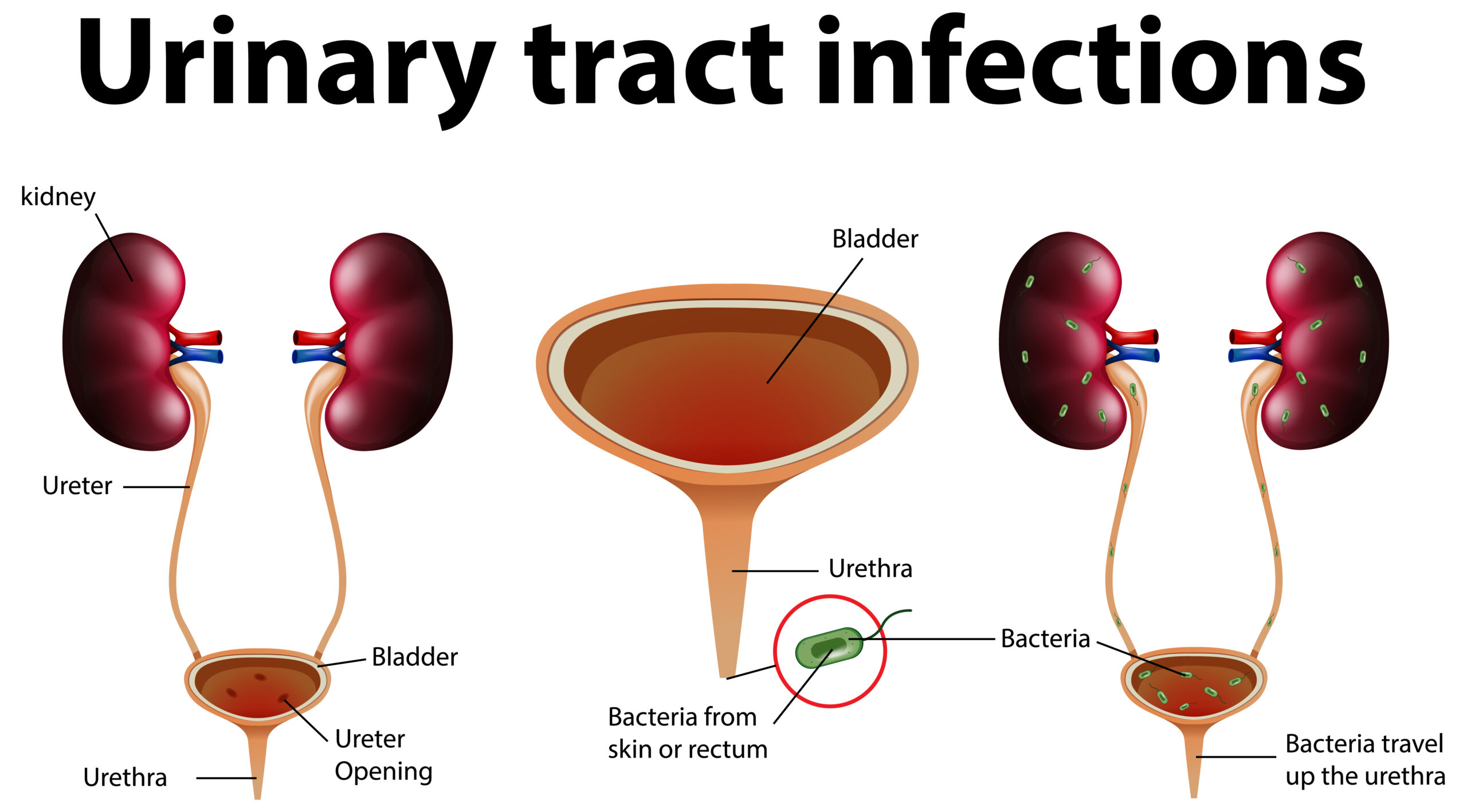 Urology Urologic Surgery and Trauma Experience