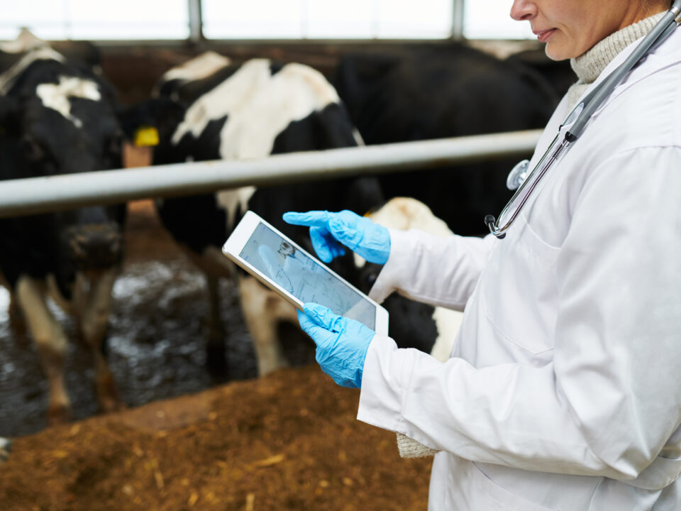Veterinary Bovine Ultrasound examination