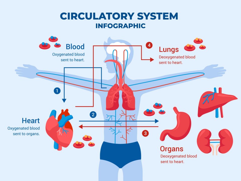 Abdominal Aortic Aneurysm AAA