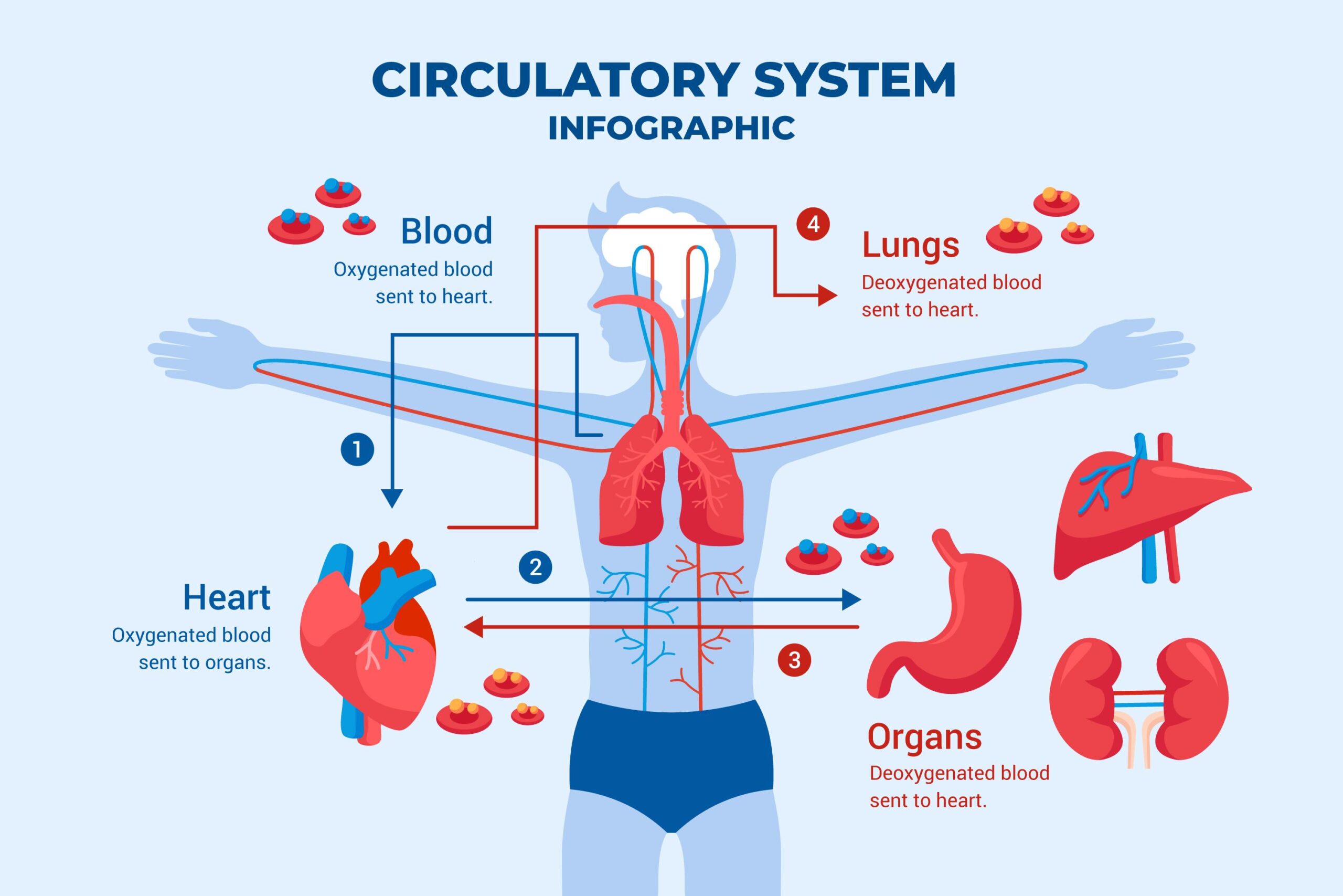 Abdominal Aortic Aneurysm AAA