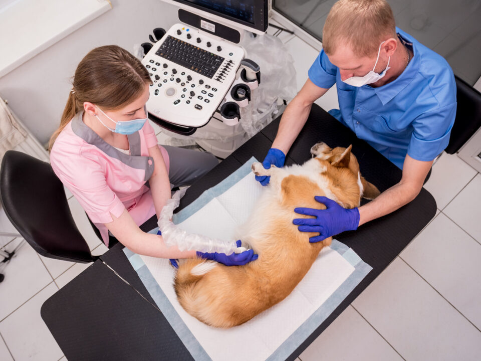 Pets Ultrasound Scanning
