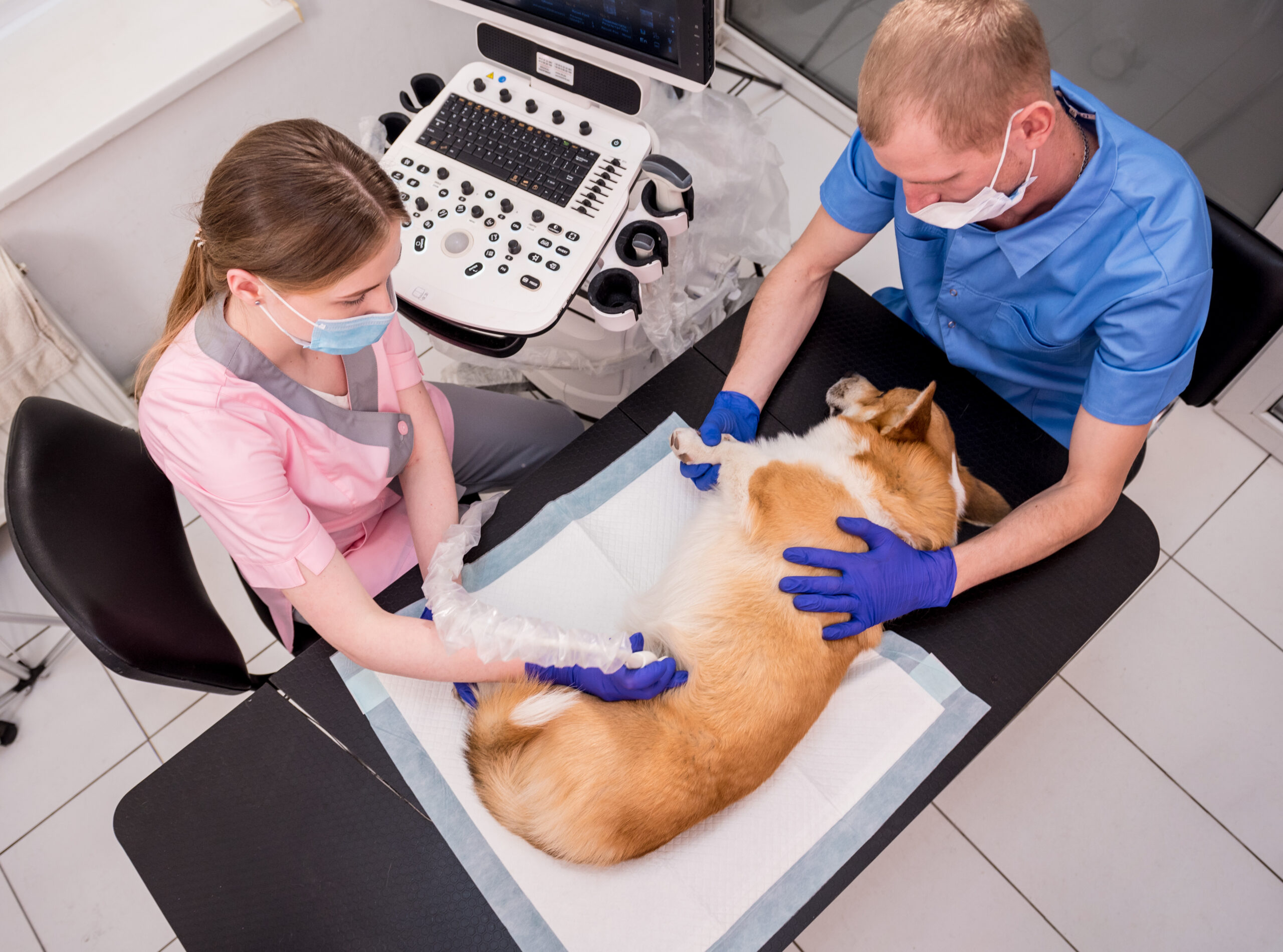 Pets Ultrasound Scanning