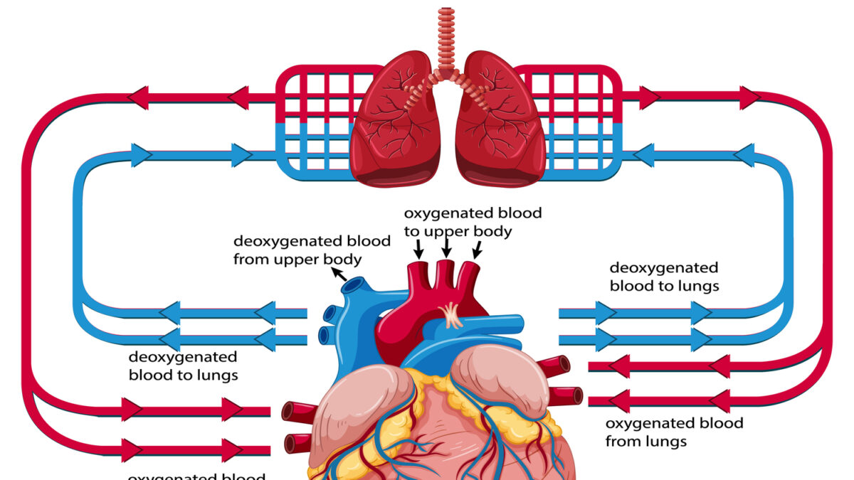 Speed and Direction of Blood flow – Doppler Ultrasound