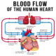 Speed and Direction of Blood flow – Doppler Ultrasound