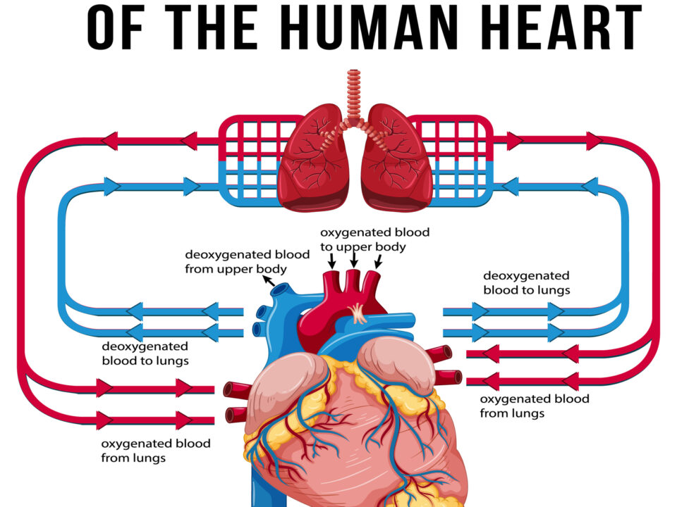 Speed and Direction of Blood flow – Doppler Ultrasound