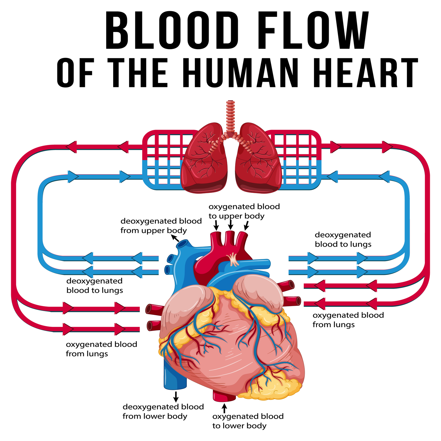Speed and Direction of Blood flow – Doppler Ultrasound