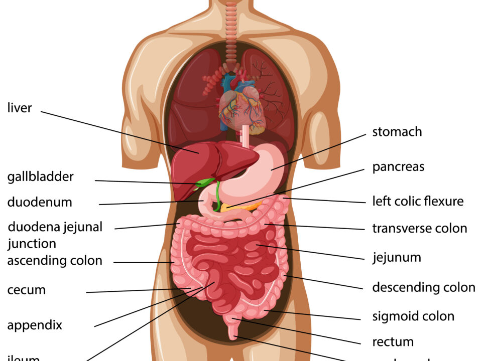 The Superficial Fascia of The Abdomen